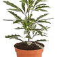 Aralia Elegantissima Variegada Planta Interior Ornamental - Miniatura 1
