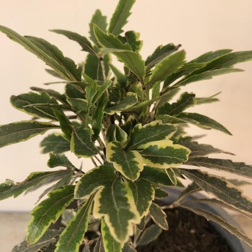 Aralia Elegantissima Variegada Planta Interior Ornamental 2