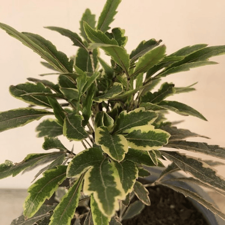 Aralia Elegantissima Variegada Planta Interior Ornamental 2