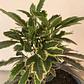 Aralia Elegantissima Variegada Planta Interior Ornamental - Miniatura 2