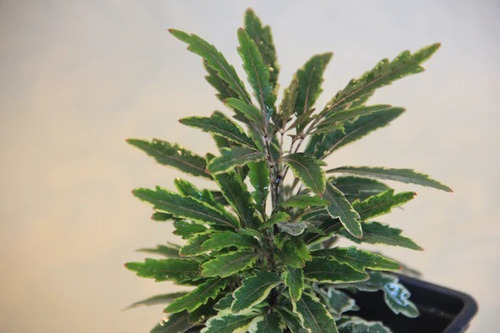 Aralia Elegantissima Variegada Planta Interior Ornamental 3