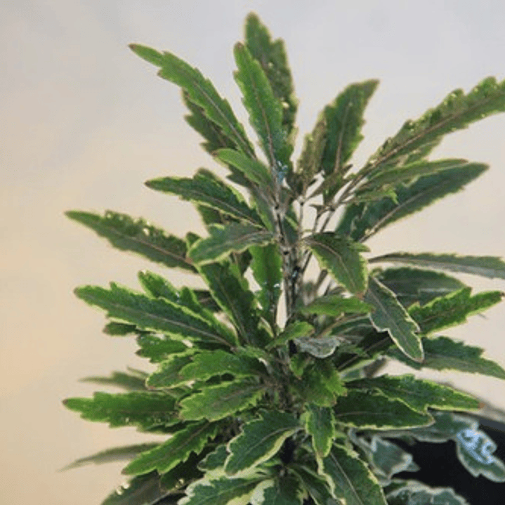 Aralia Elegantissima Variegada Planta Interior Ornamental 3