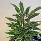 Aralia Elegantissima Variegada Planta Interior Ornamental - Miniatura 3
