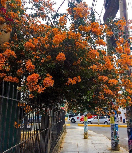 Bougainvillea Bugamvilia Naranja Trepadora Ornamental 1