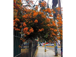 Bougainvillea Bugamvilia Naranja Trepadora Ornamental
