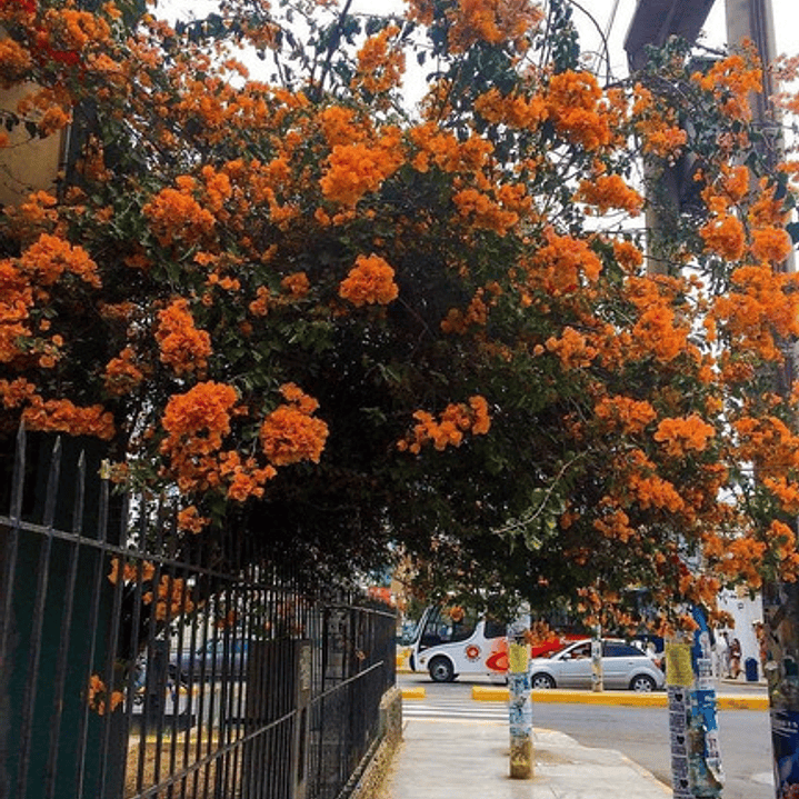 Bougainvillea Bugamvilia Naranja Trepadora Ornamental 1