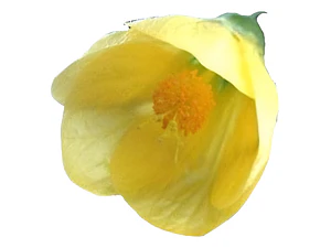 Abutilon Amarillo Arbusto Ornamental Flor