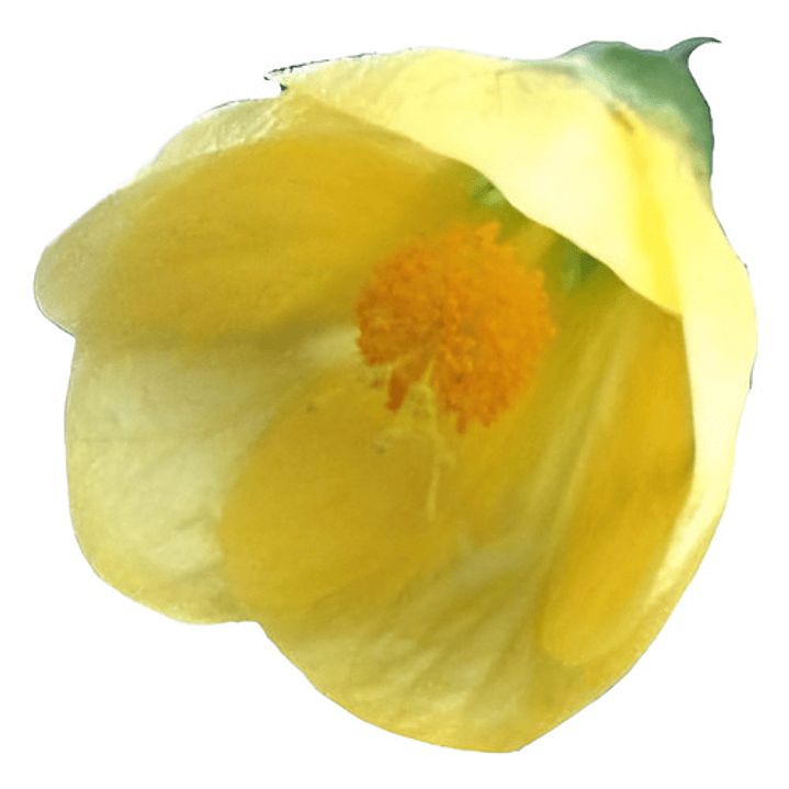 Abutilon Amarillo Arbusto Ornamental Flor 1