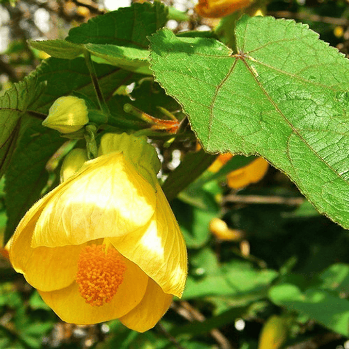 Abutilon Amarillo Arbusto Ornamental Flor 2
