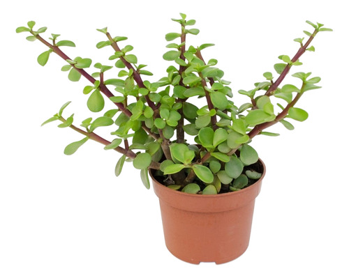 Árbol De La Abundancia Portulacaria Afra Ornamental  1