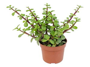 Árbol De La Abundancia Portulacaria Afra Ornamental 
