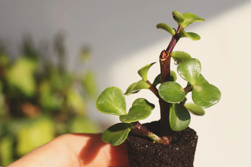 Árbol De La Abundancia Portulacaria Afra Ornamental  2