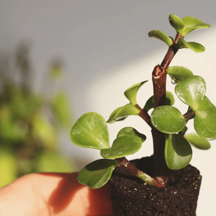 Árbol De La Abundancia Portulacaria Afra Ornamental  2