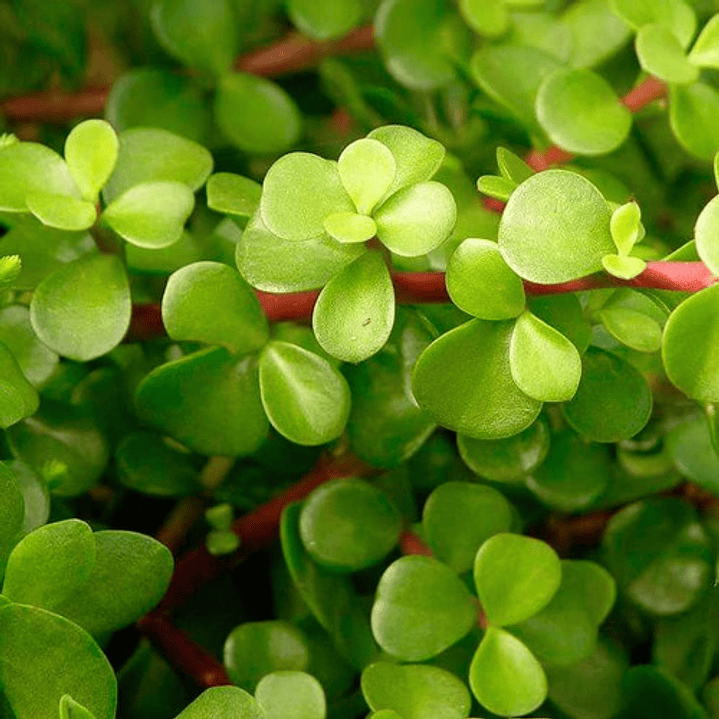 Árbol De La Abundancia Portulacaria Afra Ornamental  3