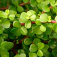 Árbol De La Abundancia Portulacaria Afra Ornamental  - Miniatura 3