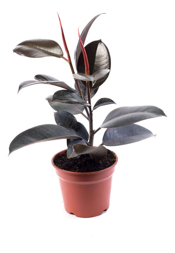 Gomero Ficus Burgundy Elástica M Planta Interior  1