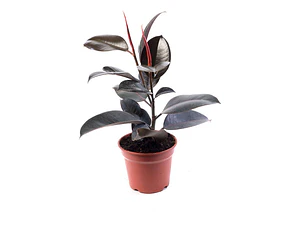 Gomero Ficus Burgundy Elástica M Planta Interior 