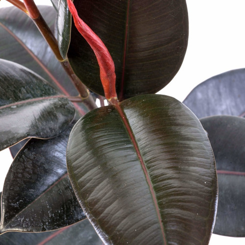 Gomero Ficus Burgundy Elástica M Planta Interior  2