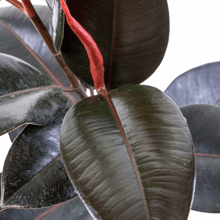 Gomero Ficus Burgundy Elástica M Planta Interior  2