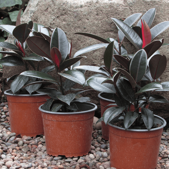 Gomero Ficus Burgundy Elástica M Planta Interior  3