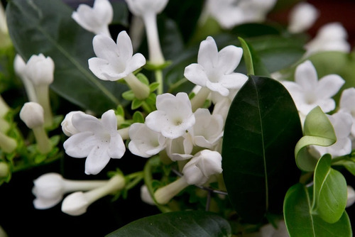 Jazmin De Madagascar Stephanotis Floribunda Trepadora 1