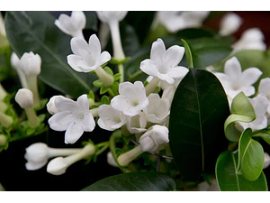 Jazmin De Madagascar Stephanotis Floribunda Trepadora