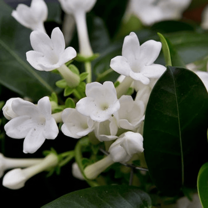 Jazmin De Madagascar Stephanotis Floribunda Trepadora 1