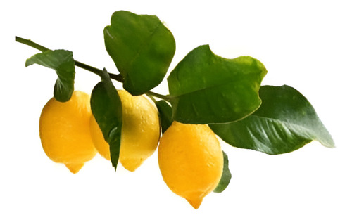 Limonero Messina 1,5mts Árbol Frutal Limón 1