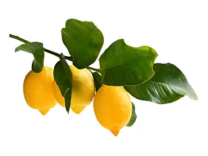 Limonero Messina 1,5mts Árbol Frutal Limón