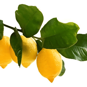 Limonero Messina 1,5mts Árbol Frutal Limón