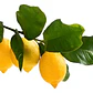 Limonero Messina 1,5mts Árbol Frutal Limón - Miniatura 1