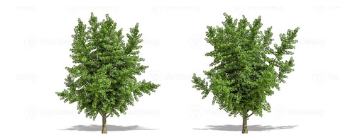 Ginko Biloba Árbol Ornamental 1