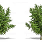 Ginko Biloba Árbol Ornamental - Miniatura 1