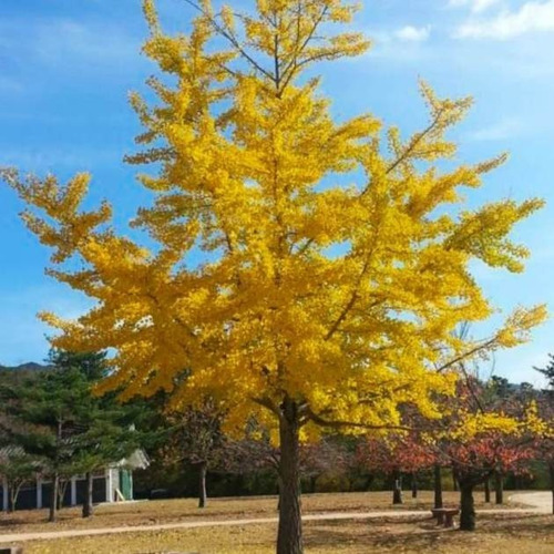 Ginko Biloba Árbol Ornamental 2