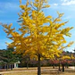 Ginko Biloba Árbol Ornamental - Miniatura 2