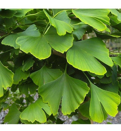 Ginko Biloba Árbol Ornamental 3