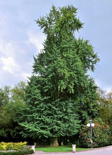 Ginko Biloba Árbol Ornamental 4