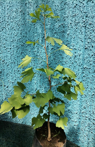 Ginko Biloba Árbol Ornamental 5