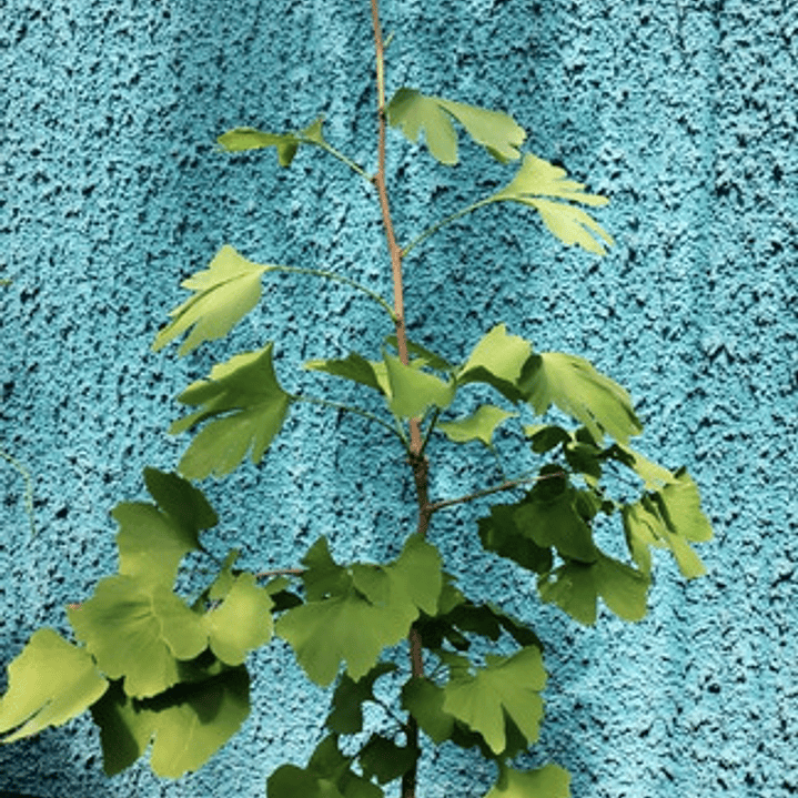 Ginko Biloba Árbol Ornamental 5