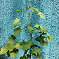 Ginko Biloba Árbol Ornamental - Miniatura 5