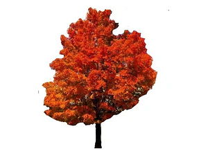 Roble Americano / Árbol / Planta Ornamental
