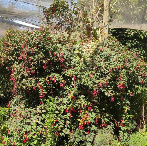 Chilco / Fucsia Magellanica Arbusto Pequeño Ornamental 1