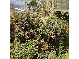 Chilco / Fucsia Magellanica Arbusto Pequeño Ornamental