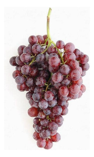 Parra De Uva Moscatel Rosada Árbol Frutal Injertado 1
