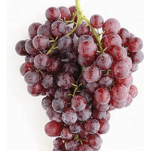 Parra De Uva Moscatel Rosada Árbol Frutal Injertado