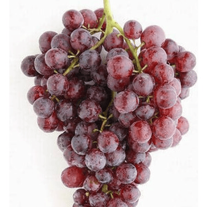 Parra De Uva Moscatel Rosada Árbol Frutal Injertado 1