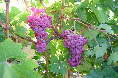 Parra De Uva Moscatel Rosada Árbol Frutal Injertado 2