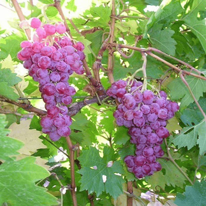 Parra De Uva Moscatel Rosada Árbol Frutal Injertado 2