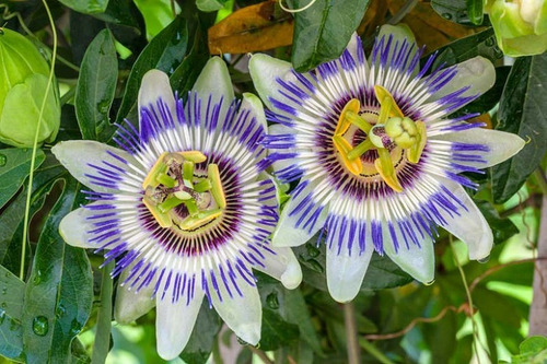 Passiflora Caerulea Trepadora Ornamental 1