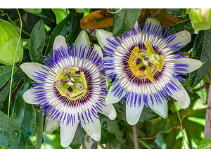 Passiflora Caerulea Trepadora Ornamental